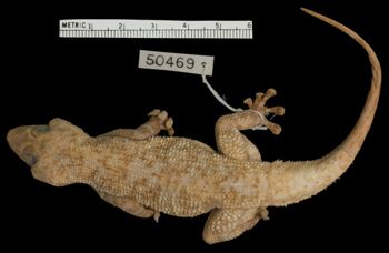 Media type: image;   Herpetology R-50469